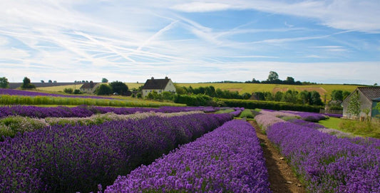 The Aromatic Elegance: Unraveling the Magic of Lavender Essential Oil